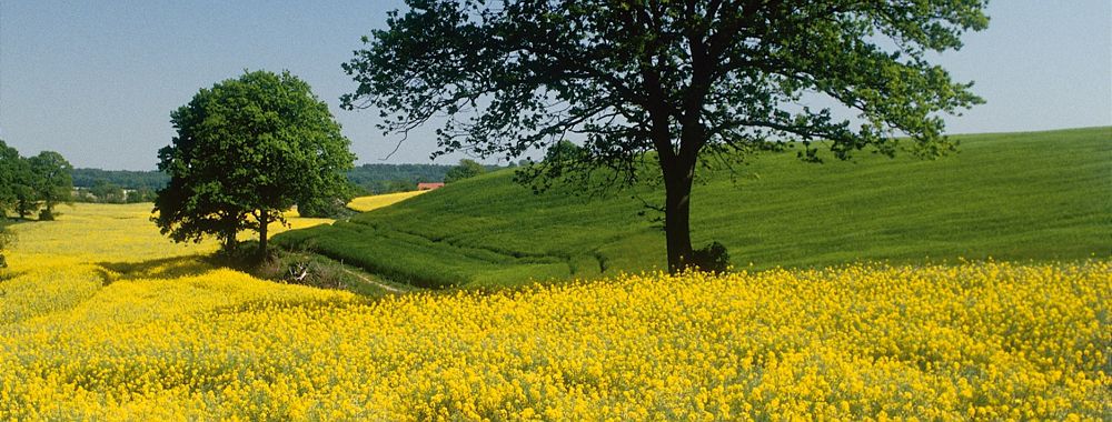 Environment and Sustainability